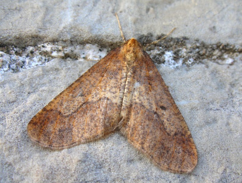 Farfalla da determinare - Erannis defoliaria, Geometridae